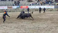 Ayder yaylasında boğa güreşleri yağmura rağmen başladı