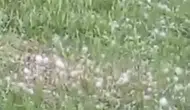 Van'da dolu yağışı ekili alanları vurdu