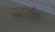 İnegöl meydanındaki havuzda boğulmak üzere olan kargayı vatandaş kurtardı
