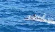 Bodrum açıklarında tekneye eşlik eden yunus kameraya yansıdı