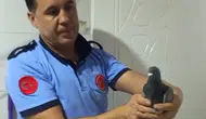İslahiye’de üç gündür mahsur kalan güvercini itfaiye kurtardı