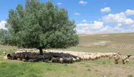 Aksaray hayvancılığında çoban krizine resmi çözüm geldi