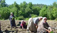 Bilecik’te 162 yıllık ata tohumuyla biber üretimi sürüyor