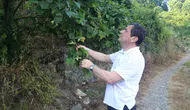 Fındık üreticisinin gözü bahçede kokarca pusuda