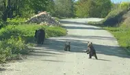 Düzce ormanlarında iki kardeşin ayı ailesiyle tuhaf diyaloğu