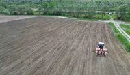 Çorum Belediyesi boş arazileri ayçiçeği tarlasına dönüştürdü