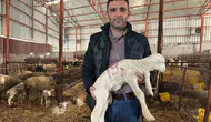 Koyunculuğa girmek isteyenlere 57 yıllık tecrübeden altın tavsiyeler