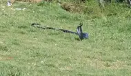 Cizre'deki parkta yılanlar vatandaşları şaşırttı