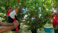 Aydın bahçelerinde kiraz bereketi yaşanıyor