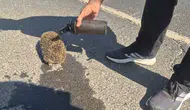 Tekirdağ yangınında polisten kirpiye şefkat eli