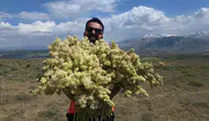 Van dağlarında doğal hasat zamanı