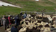 Aydıntepe’de sürüler sağlık kontrolünden geçiyor