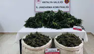 Serik jandarmasından uyuşturucuya büyük darbe