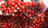 Demirci kirazında hasat zamanı başladı