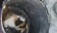 Osmaniye’de kuyuya düşen yavru kediyi itfaiye balyozla kurtardı