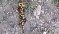 Göksun kırsalında nadir görülen canlı objektife yansıdı