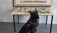Bolu jandarmasından dört günlük operasyon dalgası