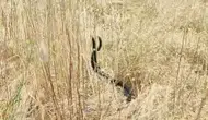 Elazığ kırsalında yılanların nadir çiftleşme dansı kameraya yansıdı
