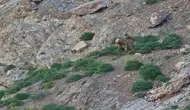 Hakkari’nin doğasında şaşırtan ayı ziyareti