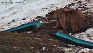 Artvinli ayılar kış uykusundan uyandı karnını doyurmak için köye indi