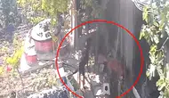 Mudanya'da başıboş köpekler kümese daldı