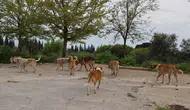 Germencik sokaklarında yeni dönem başlıyor