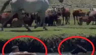 Kayseri'de sazlığa düşen tayı görevli böyle kurtardı