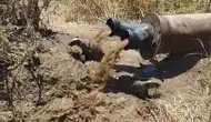 Bismil tarlasında sulama borusundan porsuklar çıktı