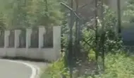 Trabzon'un dağ keçisi yolu şaşırdı