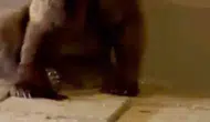 Karabük yolunda otomobilin çarptığı ayı tünelde mahsur kaldı
