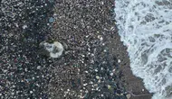 Mersin sahillerinde caretta caretta mesaisi başladı