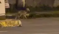 Ardahan sokaklarında gece yarısı gezintisi