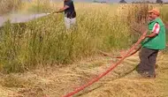 Karacabey tarlalarında elektrik teli dehşeti