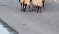 Siirt’te rögar suyunu içen 32 hayvan telef oldu