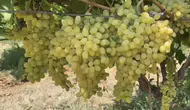 Alaşehirli çiftçiye zirai ilaç uyarısı