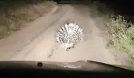 Elazığ’da gece yolculuğunda nadir karşılaşma
