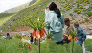 Şırnak Seriro Yaylası doğaseverleri eşsiz ters lalelerle buluşturdu