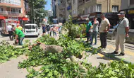 Bursa'da tarihi çınar ağacı yola devrildi