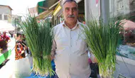 Van dağlarında şifalı ot hasadı bu yıl daha uzun sürüyor