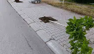 Patnos'ta çevreye zarar veren şahıs kameralara yakalandı