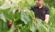 Akşehir kirazında yüzler gülüyor
