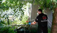 Düzce'de Asya Kaplanı alarmı Sineklerle mücadele nasıl yürütülüyor?