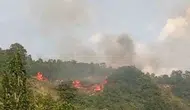 Gemlik'te makilik alanda korkutan yangın