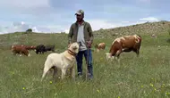 Kangallar domuz sürüsünü zekasıyla araziden uzaklaştırdı