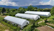 Ordu’da tarım seralarla büyüyor