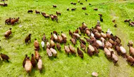 Ağrı'da yayla sezonu başladı