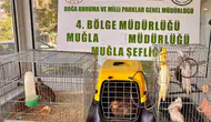 Muğla’daki gizli depoda kaçak egzotik hayvan operasyonu