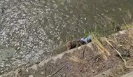 Karabük tünelinde çarptığı bozayı çayda ölü bulundu