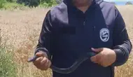 Hataylı Yılancı Kemal evdeki dev karayılanı eliyle yakaladı