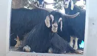 Elazığlı fenomen çobanın yeni haber bülteni ortağı keçisi oldu
